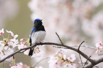 オオルリと桜