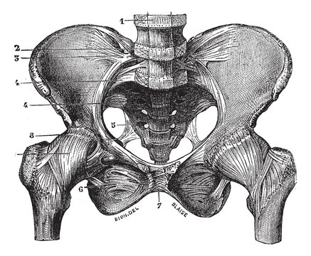 Fig. 160. Basin (squeleite with ligaments) saw its front face, v