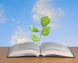 Sapling growing from open book