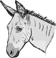 Sketch donkey head