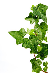 Herb hedera in dewdrops
