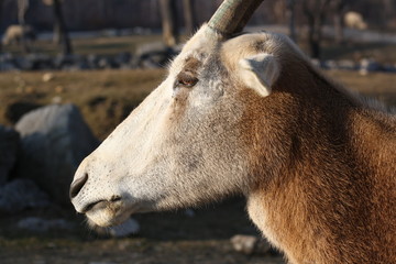 Antilope