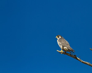 Peregrine Falcon