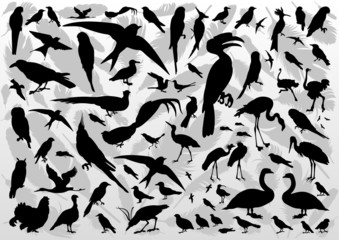 Birds and feathers silhouettes illustration collection