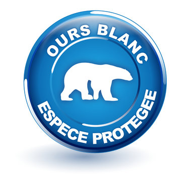 ours blanc espèce protégée sur bouton bleu