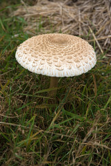Mushroom. Macrolepiota procera