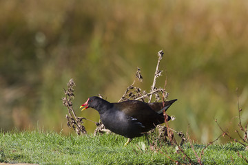 Moorhen (Gallinula chloropus)