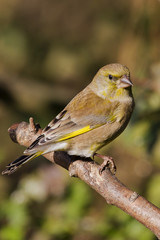 Greenfinch (Carduelis chloris)