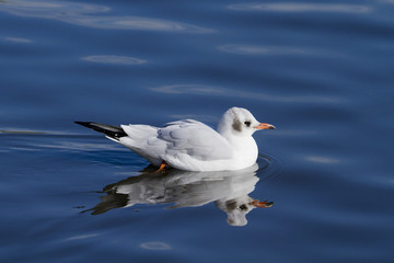 black headed gull