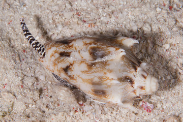 CONO VENENOSO