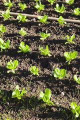 Lettuce field