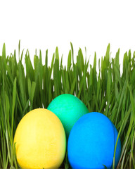easter eggs in grass