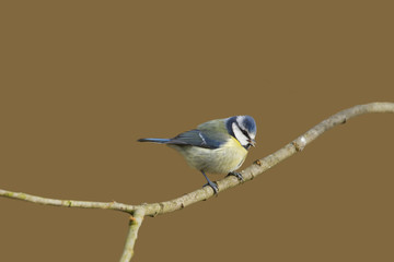 Blue Tit (Parus caeruleus)