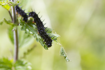 caterpillar peacock butterfly (Inachis io)