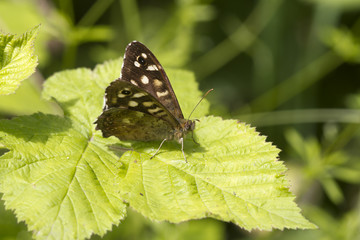 speckled wood butterfly