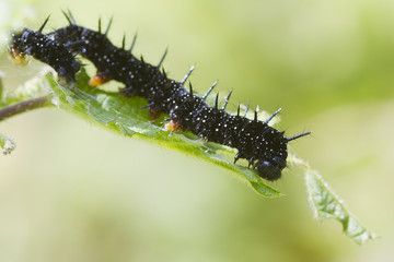 caterpillar peacock butterfly (Inachis io)
