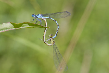 Blue Damselfly mating