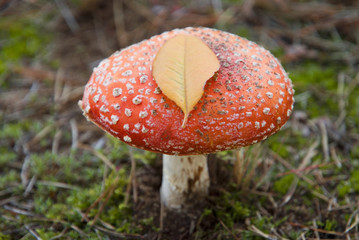 Wild red mushroom