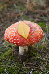 Wild red mushroom