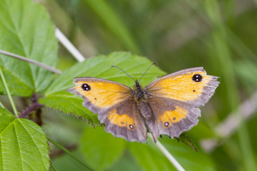 Gatekeeper Butterfly (Pyronia tithonus)