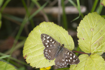 speckled wood butterfly