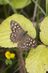 speckled wood butterfly