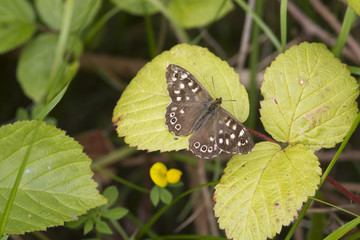 speckled wood butterfly