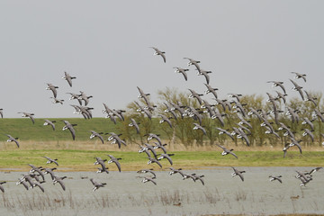 Brent Goose (Branta bernicla)