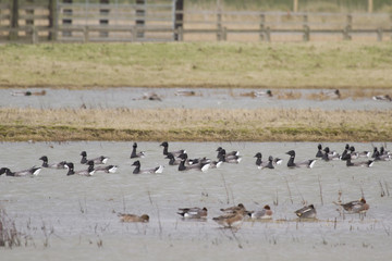 Brent Goose (Branta bernicla)