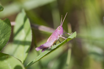 Pink Grasshopper