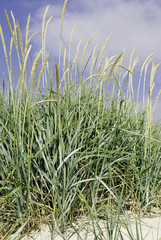 Sand dune vegetation in Sweden