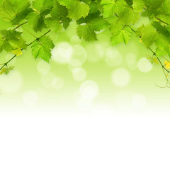 Bunch of green vine leaves © Rostislav Sedlacek