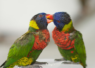 Naklejka premium Rainbow Lorikeets giving each other a beak massage.