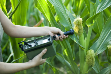 measuring radiation levels of corn