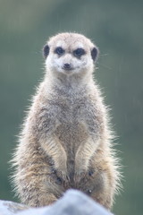 Meerkat (Suricata suricatta) sitting attentively on a branch