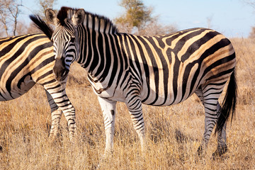 Fototapeta na wymiar Zebra in Kruger National Park, South Africa