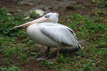 Young white pelican  in the young bird plumage dress