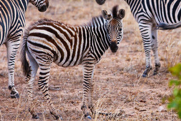 Fototapeta na wymiar Zebra foal in Kruger National Park, South Africa