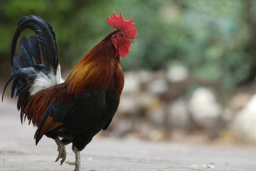 セキショクヤケイ