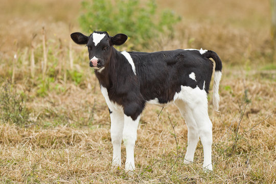 Holstein Calf standing Holstein Calf standing