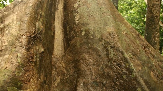 Riesen Baum, Amazonas