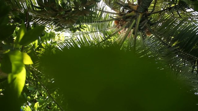 Palmenblätter im Sonnenlicht