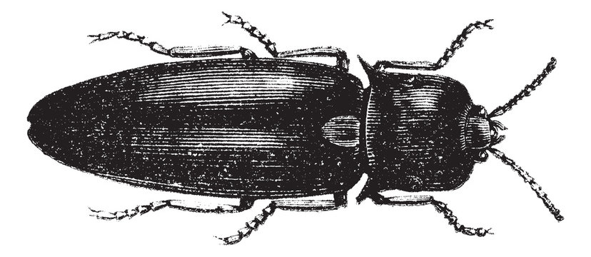 Fire Beetle or Cucujo (Pyrophorus noctilucus), vintage engraving