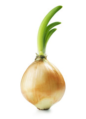 Onion