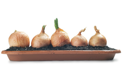 Fototapeta premium Onion