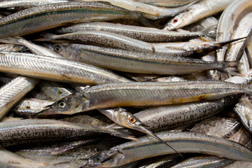 Fototapeta premium Fresh Garfish at a fish market
