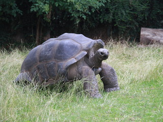 Landschildkröte
