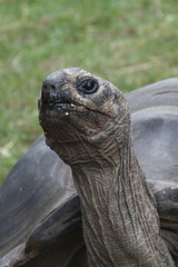 Landschildkröte