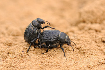 beetle