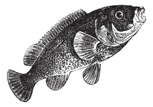 Tautog (Tautoga Americana), vintage engraving.